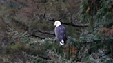 Alaska bald eagle preserve threatened by copper mine project, critics say