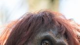 Great apes: Baby Riplee among 4 orangutans now at Naples Zoo. What to know