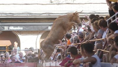 Una vaquilla salta al público durante el festejo de recortadores en Cadreita