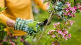 Monty Don shares 3 plants that must be pruned now to bear maximum flowers