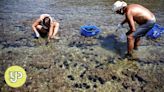 Japan uses cabbage to protect seaweed forests from sea urchins