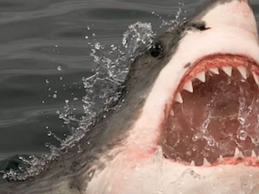 US Man Killed By 9-foot-tall Shark, Wife Watches Helplessly - News18