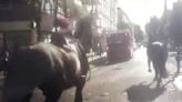 Chaos as military horses throw riders off before bolting through central London
