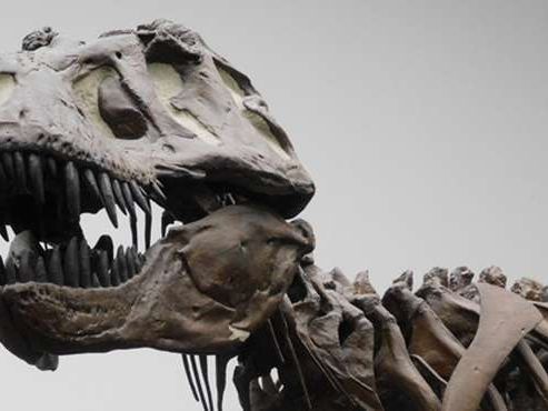 Al parecer, el “Tyrannosaurus rex” no era tan listo como dijeron unos científicos