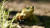 A guide to the frogs and toads of NJ: Species, habitats, range, and identifying features