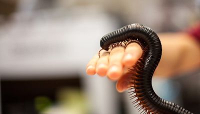 A Giant Millipede Went Missing 126 Years Ago. Explorers Just Found It in the Wild.