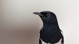 Birds have been using anti-bird spikes to build love nests and fortresses