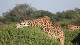 Female giraffes drove the evolution of long giraffe necks in order to feed on the most nutritious leaves, new research suggests