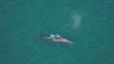 ‘Shouldn’t exist’: Whale that disappeared from Atlantic hundreds of years ago spotted off Mass.