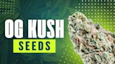 OG Kush Seeds: Effects, Potency, Benefits + Growing Tips