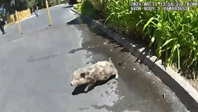 Baby pig runs on the loose through Sebastopol streets