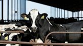 US government will require more testing, tracking of bird flu in dairy cows