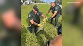 8-foot gator wrangled alongside Florida highway