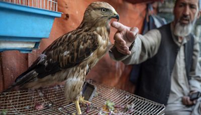 Un veterinario argentino fracasa en su intento de dirigir la Organización Mundial de Sanidad Animal