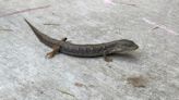 Here are the most common lizards you might be seeing around your home