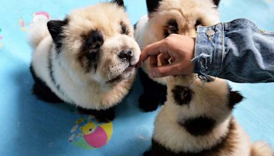 Zoo Had Interesting Excuse After Dyeing Dogs to Look Like Pandas