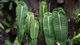 How to Grow Anthurium Veitchii, the Rare Tropical Plant You Need