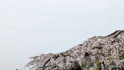 京都清水寺三年坂招牌櫻花樹倒塌 民眾惋惜