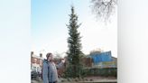 Council’s ‘pathetic’ Christmas tree blamed on eco-friendly push