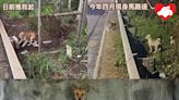 屯門馬路邊狗B沒被義工遺忘 日前獲救起揭曾吃泥土樹葉充饑 - 香港動物報 Hong Kong Animal Post