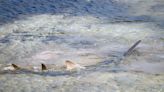 Distressed sawfish rescued in Florida Keys dies after aquarium treatment