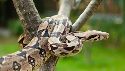 DRNA permite la caza de culebras invasoras