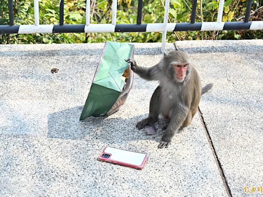 市區驚見獼猴「深度旅遊」！網友笑：內湖人的回憶