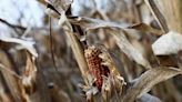 As climate shifts, a leafhopper bug plagues Argentina's corn fields