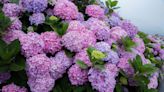 When to Plant Hydrangeas, According to Experts