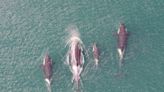 Killer whales take 1 breath between dives