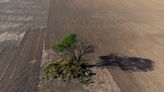 En fotos: deforestación, las cicatrices del bosque del Gran Chaco
