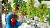 Ingleby Farms apuesta por nueva variedad de uvas de mesa en Perú
