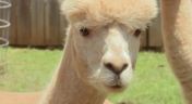 1. Alpacapalooza