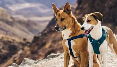 Expedición canina: Dingo y Penny, los perros que conocen el mundo en un barco que se conviritó en su hogar