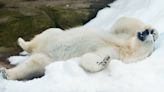 Chicago Zoo Animals Enjoy First Snow of the Season in Precious Video