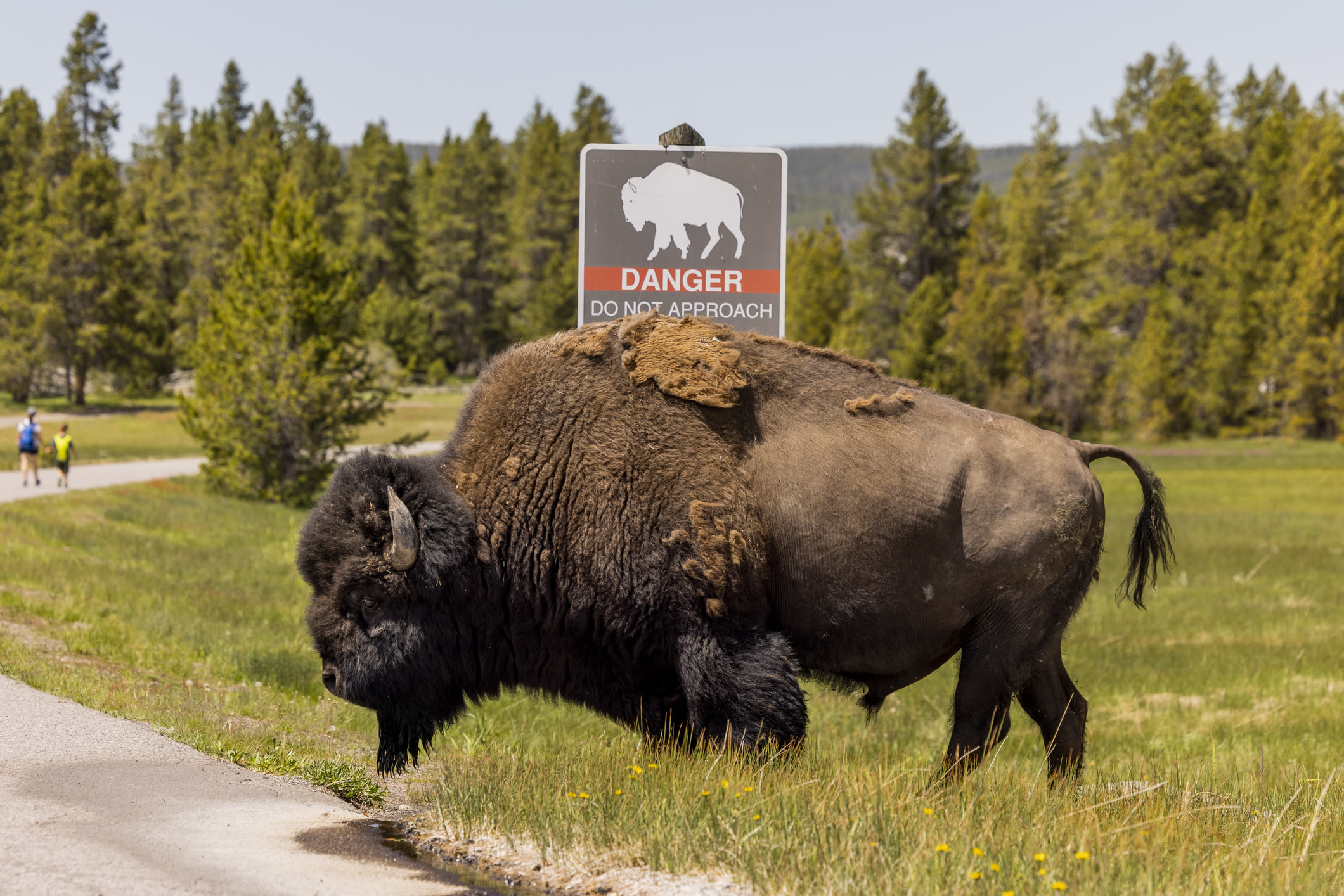 Yellowstone bison gores 83-year-old while ‘defending its space,’ park says