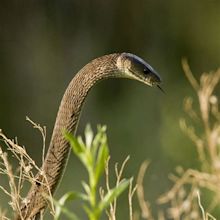 Black Mamba, facts and photos