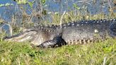 Hook, line and sinker: Alligator snatches fish from line of fly-fishing teen