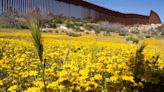 Botanists are scouring the US-Mexico border to document a forgotten ecosystem split by a giant wall
