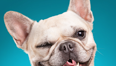 French Bulldog’s ‘Tippy Tap’ Dance Moves Are Too Cute for Words