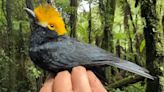 ‘Lost Bird’ not seen in 20 years photographed for the first time