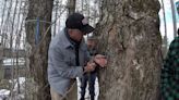 Vermont receives record-breaking demand for maple grants