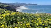 Will there be a 'superbloom' this year in California? Here's what to know