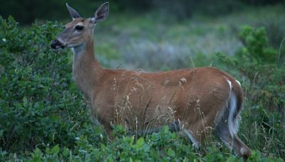 5 Ontario hunters fined for falsifying white-tailed deer tags - Peterborough | Globalnews.ca