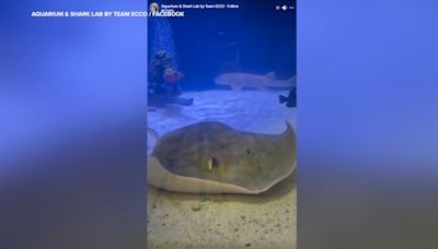 Months after mysterious pregnancy, North Carolina stingray remains under close observation