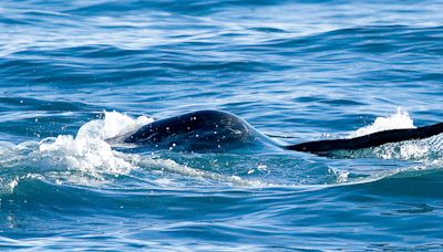 A lifetime of love for the charismatic narwhal