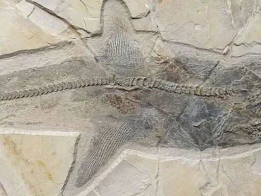 Científicos descubren fósiles del tiburón Ptychodus que nadaba en la era de los dinosaurios