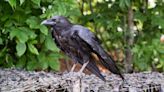 Pesquisa aponta que corvos possuem a habilidade de contar em voz alta