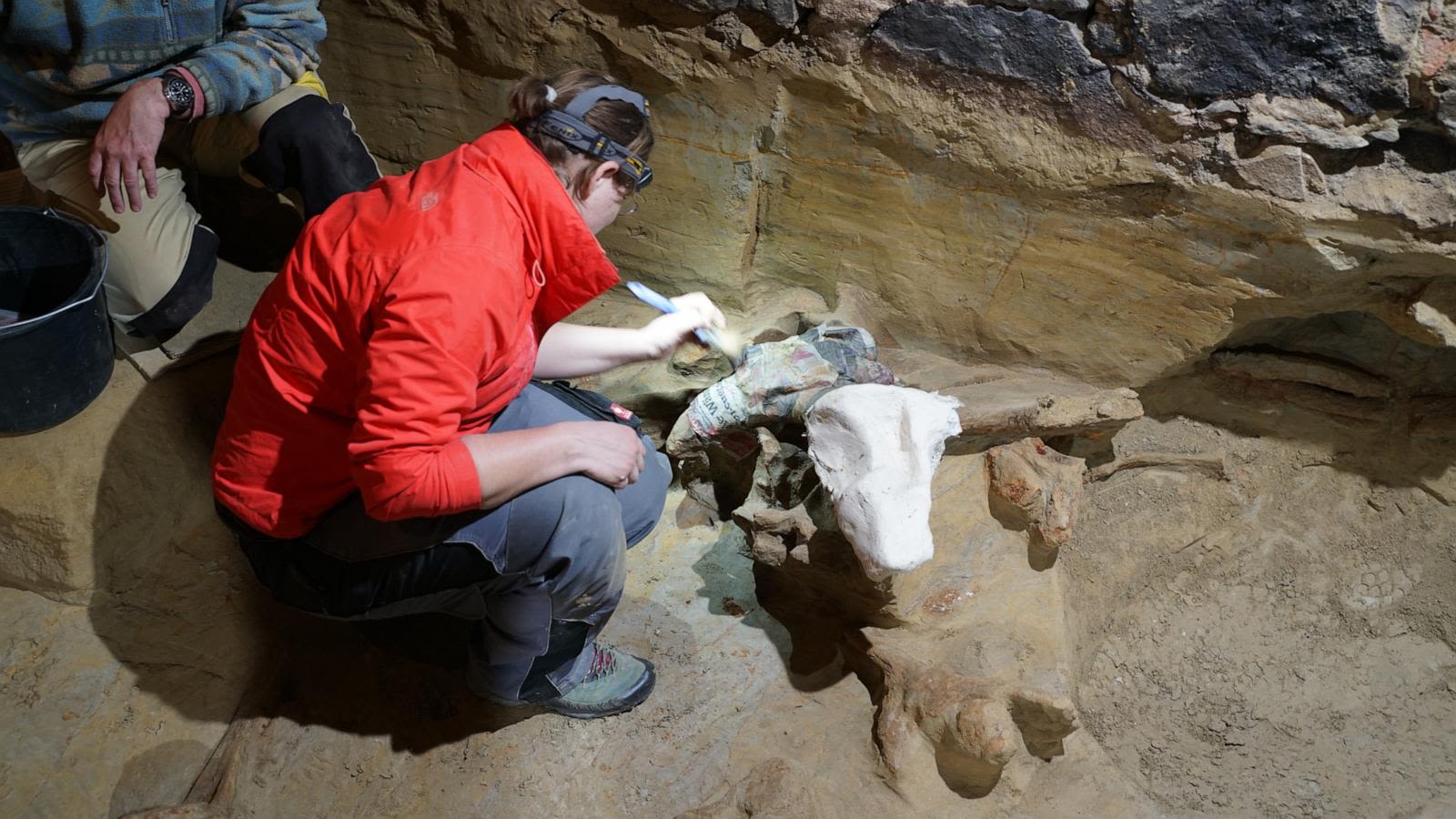 40,000-year-old mammoth bones discovered in wine cellar