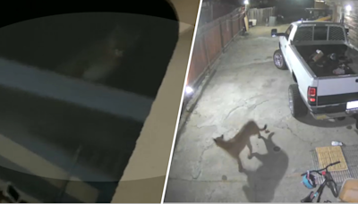 En video: valiente chihuahua ahuyenta a enorme puma visto en vivienda